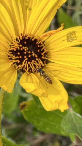 Unknown species found near Plaza del Amo, Torrance, CA, US