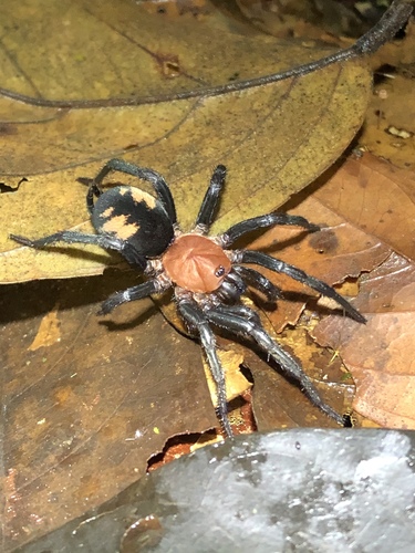 Diplura mapinguari (Diplura mapinguari)