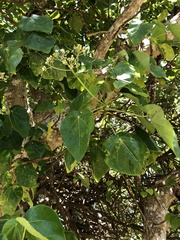 Hernandia nymphaeifolia