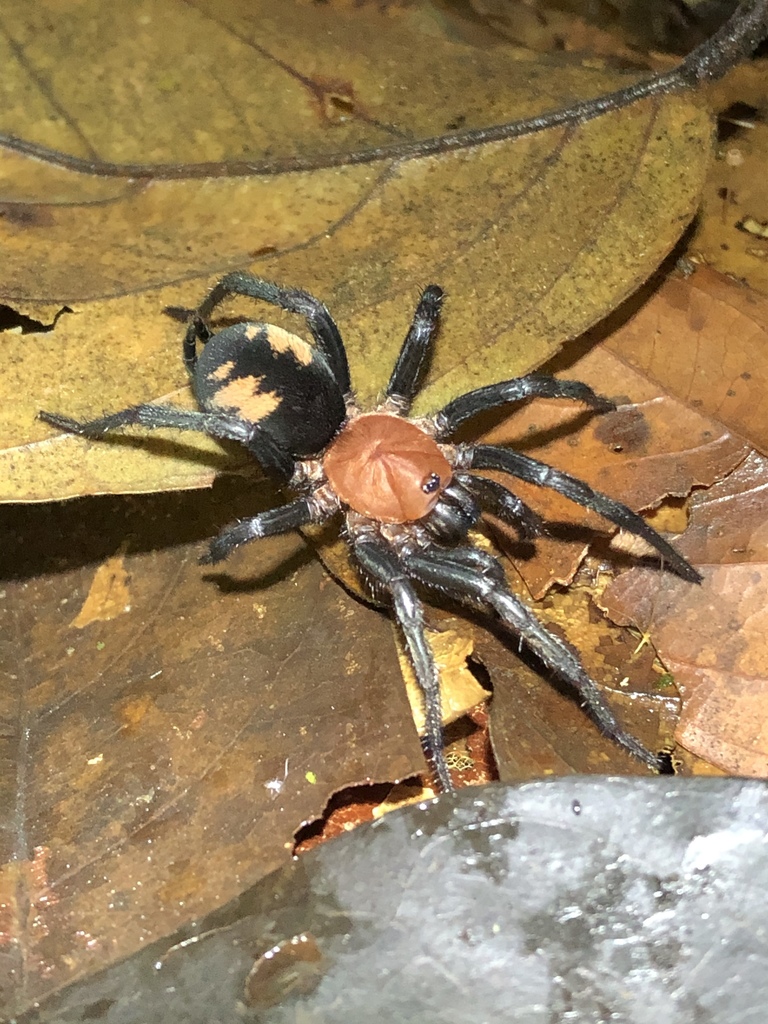 Diplura mapinguari