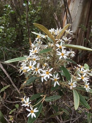 Olearia megalophylla