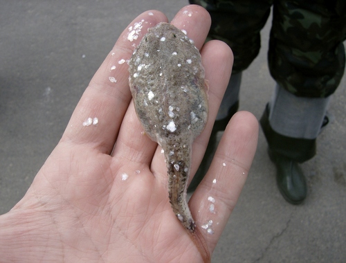 Stellate tadpole goby (Benthophilus stellatus) — Gobiidae — 2