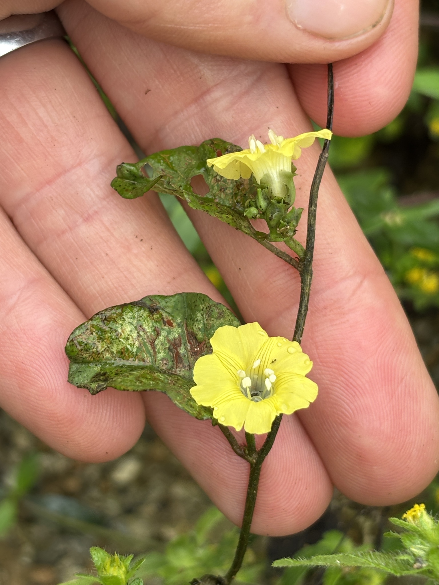 Merremia hederacea (Merremia hederacea)