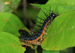 Altinote ozomene nox