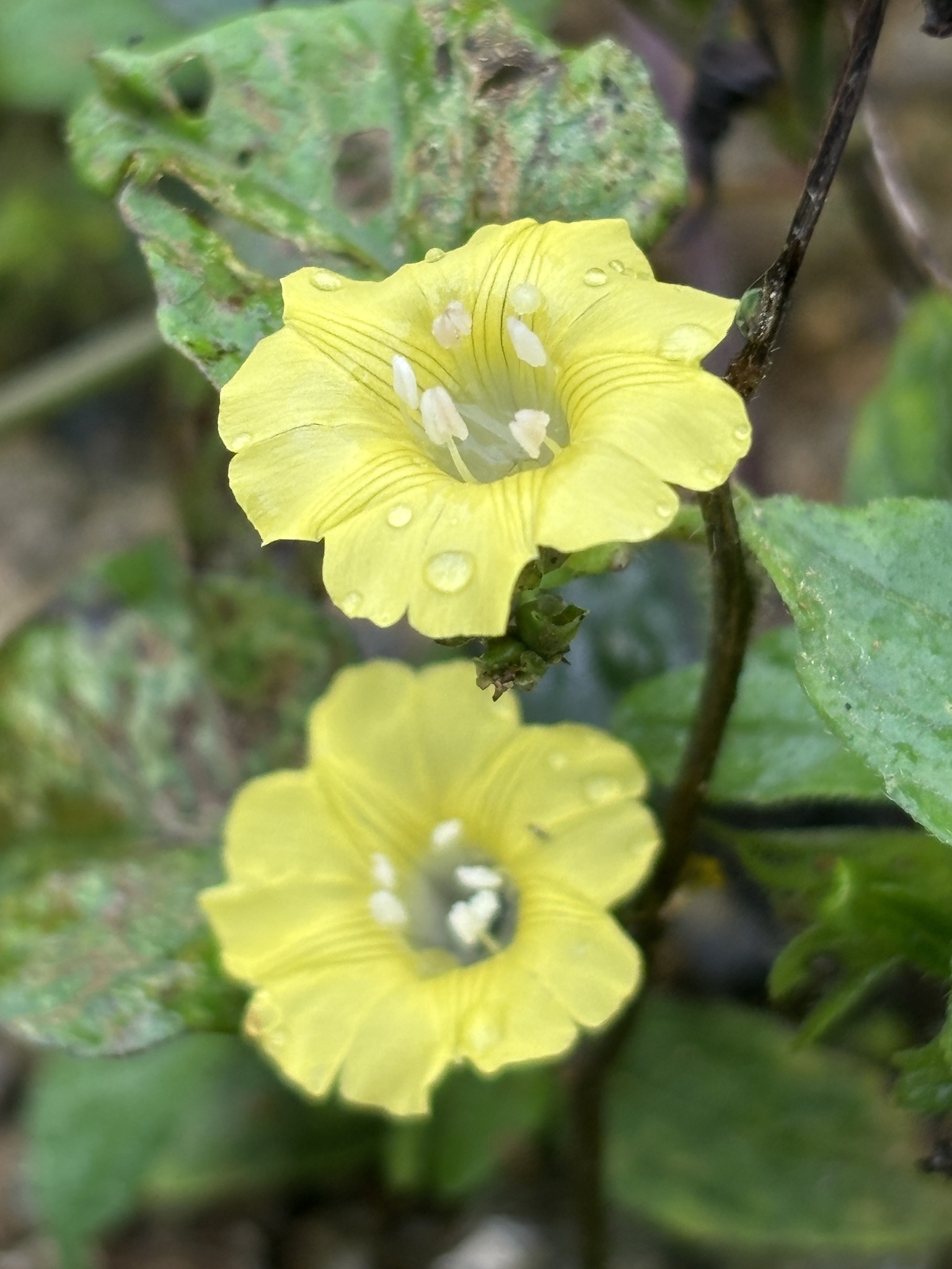 Merremia hederacea — ảnh 2