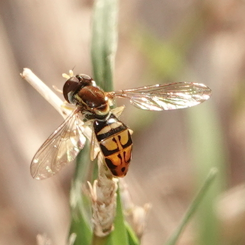 Unknown species found near Txdot Tract, Sugar Land, TX 77479, USA