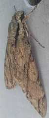 Cocytius lucifer