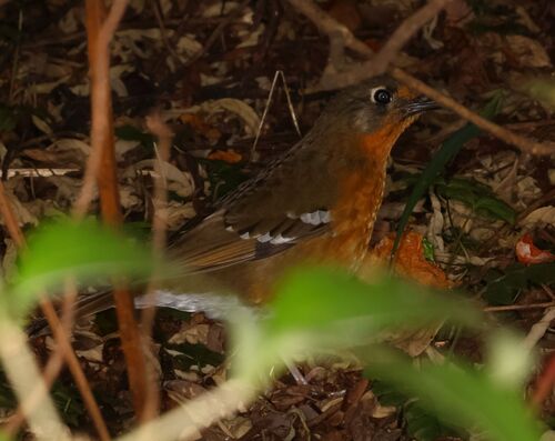 Orange Ground Thrush (Geokichla gurneyi)