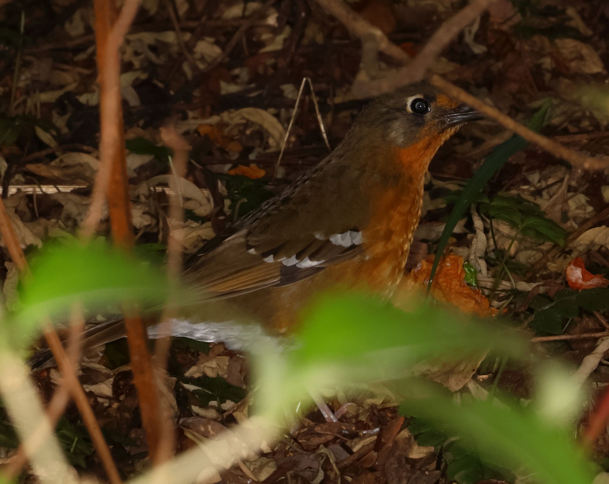 Orange Ground Thrush (Geokichla gurneyi), photo 1