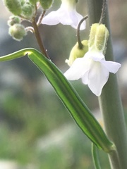 Boechera stricta