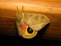 Automeris zugana