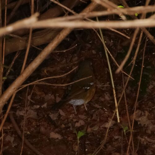Orange Ground Thrush (Geokichla gurneyi), photo 2