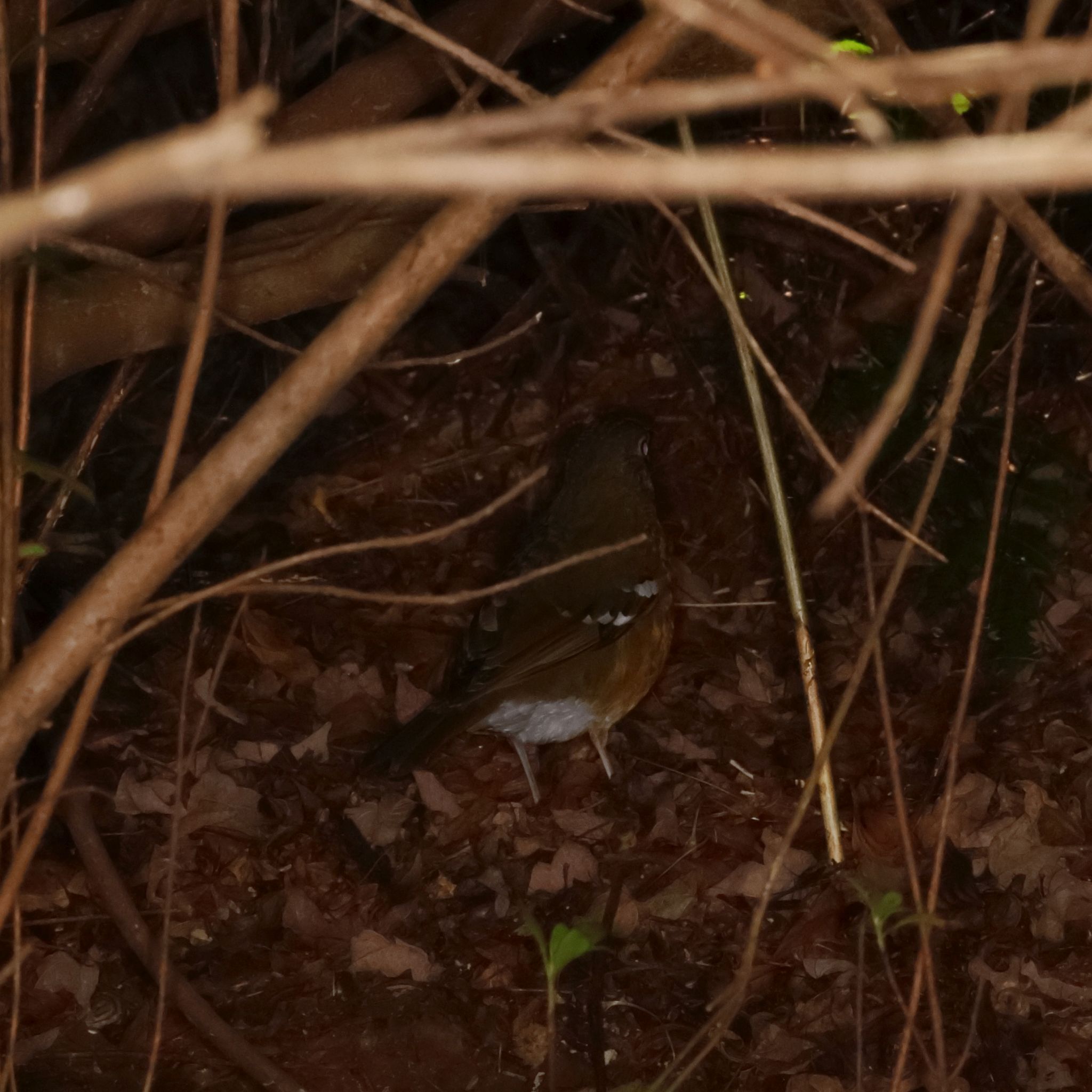Orange Ground Thrush (Geokichla gurneyi), photo 2
