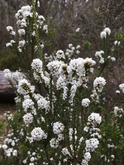 Epacris breviflora