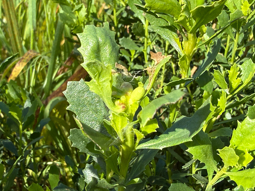 Unknown species found near Trans Catalina Trail, Avalon, CA, US