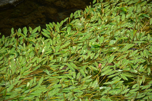 Potamogeton wrightii iNat (3)