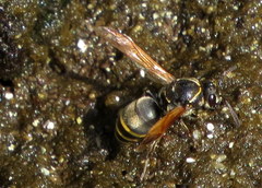 Pachodynerus nasidens