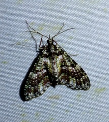 Hypocometa definita