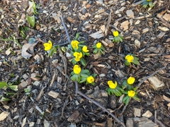 Eranthis