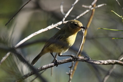 Yellow Thornbill photo 3