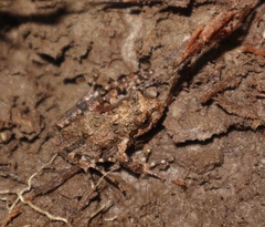 Batrachyla leptopus