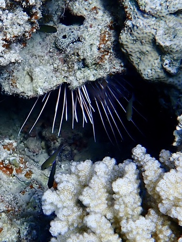 Red Sea Clearfin Lionfish — seen at this dive site