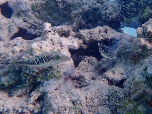 Pearl Toby — seen at this dive site