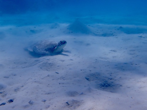 Chelonia mydas