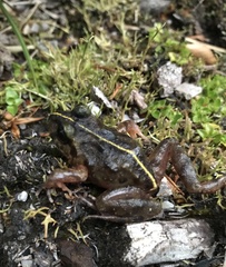 Eupsophus emiliopugini