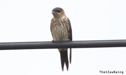 Eastern Red-rumped Swallow
