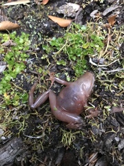 Eupsophus emiliopugini