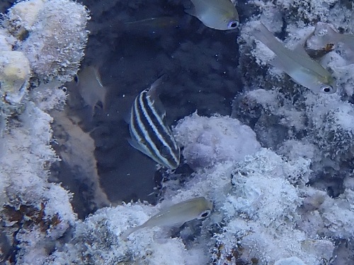 Chlorurus sordidus