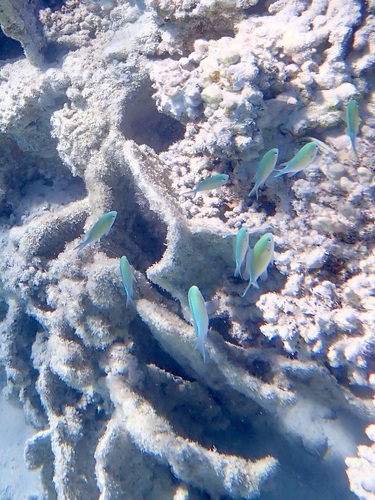 Chromis viridis