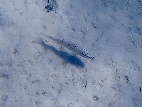 Amblygobius albimaculatus
