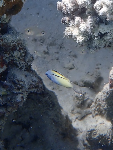 Meiacanthus nigrolineatus observed 2026-02-25