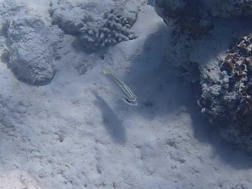 Scolopsis ghanam