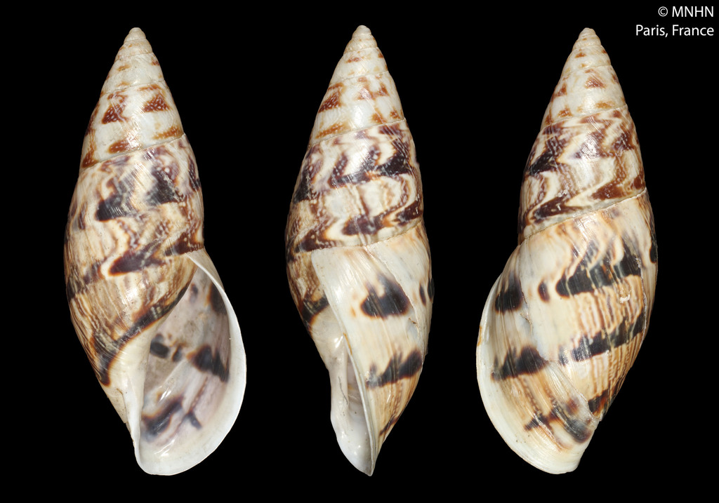Drymaeus beyerleanus