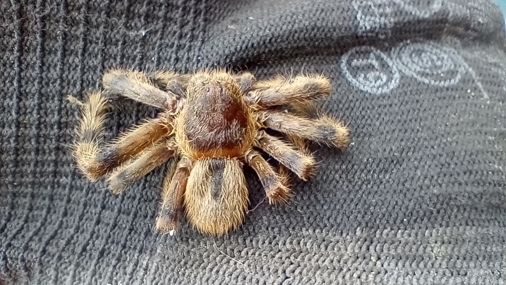 Polybetes obnuptus