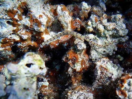 Corythoichthys flavofasciatus