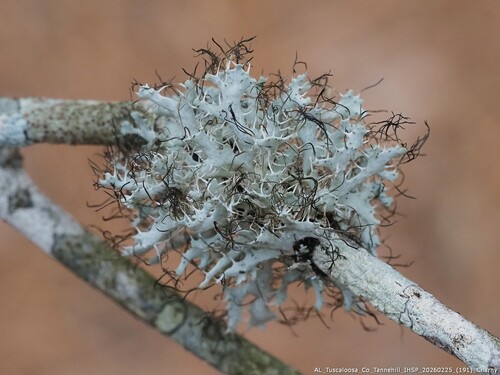 Heterodermia echinata observed 2026-02-25