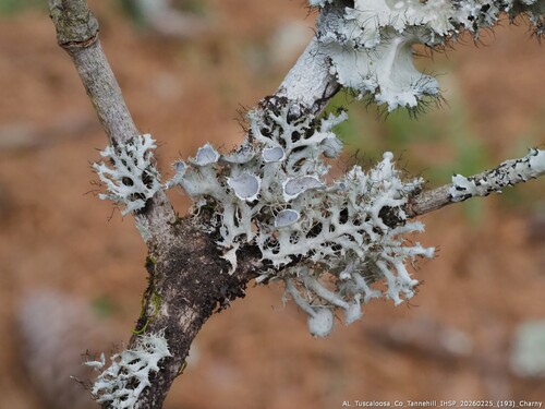 Heterodermia echinata observed 2026-02-25