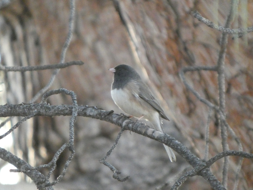Dark-eyed Junco