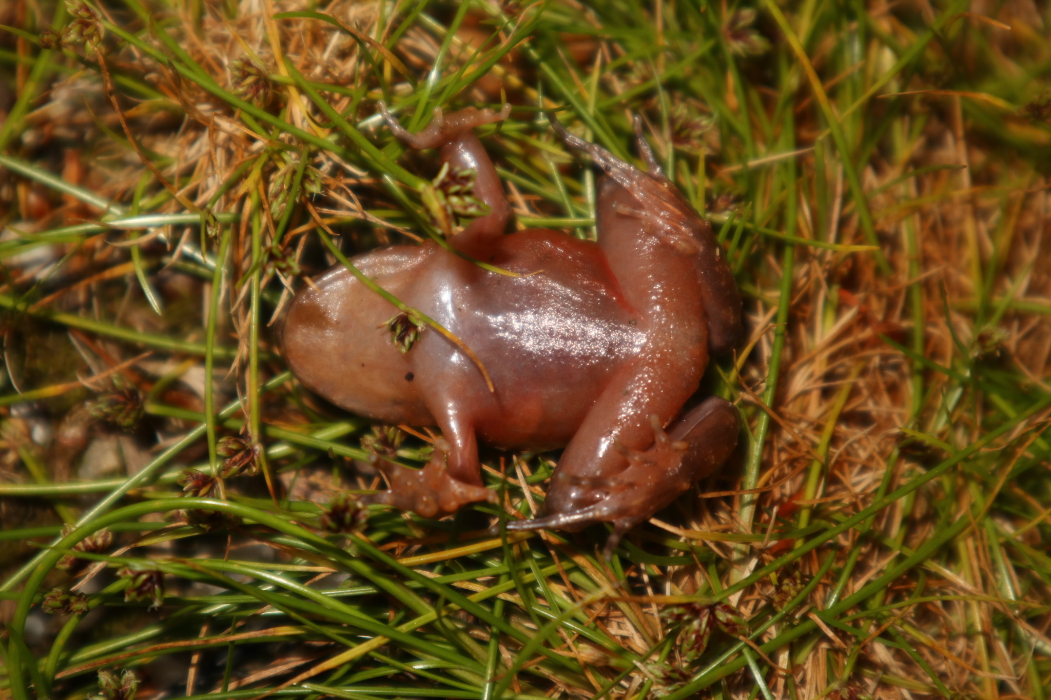 Eupsophus emiliopugini Formas, 1989