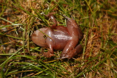 Eupsophus emiliopugini