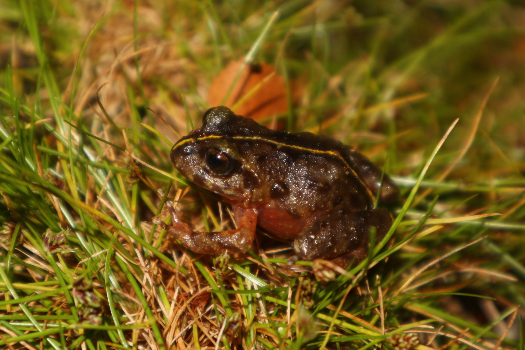 Eupsophus emiliopugini Formas, 1989