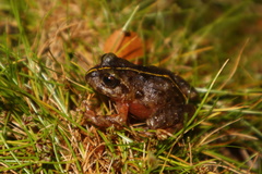 Eupsophus emiliopugini