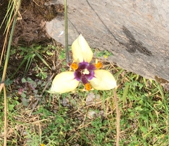 Hesperoxiphion pardalis