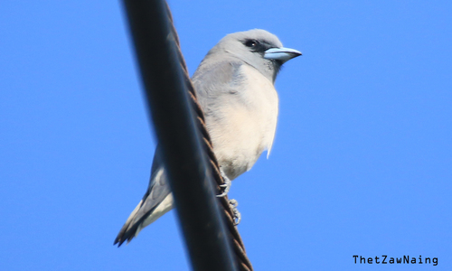 White-breasted Woodswallow