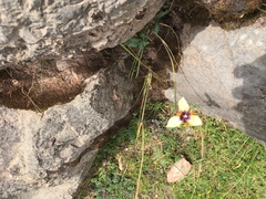 Hesperoxiphion pardalis