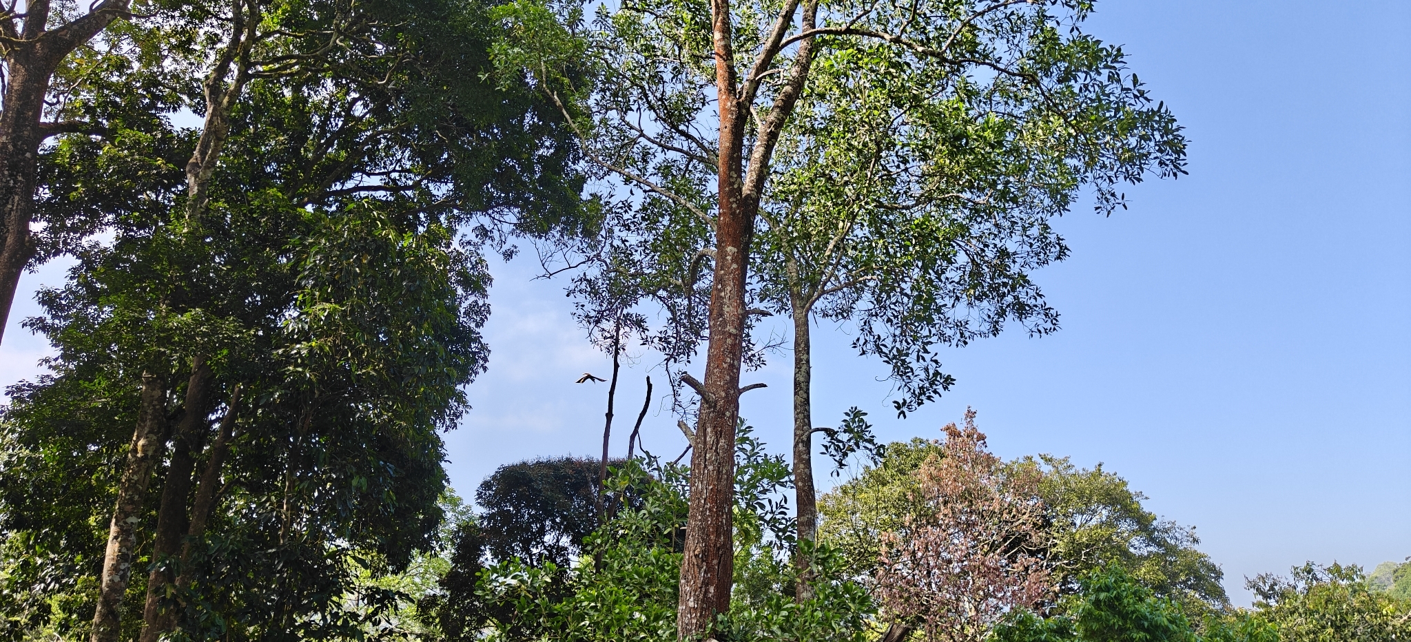 Great Hornbill (Buceros bicornis), photo 7
